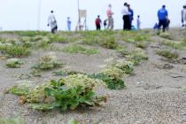SAVE JAPANプロジェクト2015「海岸のお花畑復興プロジェクト」