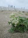 SAVE JAPANプロジェクト「海岸のお花畑復興プロジェクト」