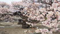 【仙台ふららん】「せいざんの臥龍梅」、古刹・同慶寺、諏訪神社で愛子の春を満喫