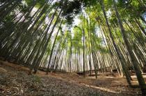 斉吉「生鮮便ツアー」vol3　「岩出山の竹林で過ごす」