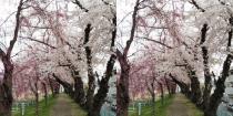 満開の桜・東口穴場スポット教えます【仙台ふららん】仙台駅東口おさんぽ人がご案内、桜見どころスポットと名物つまみ食い