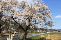 【仙台ふららん】秋保・境野で里山の春を満喫・桜さんぽ