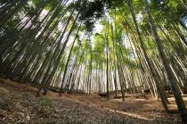 斉吉「生鮮便ツアー」第2回　「岩出山の竹林で過ごす」